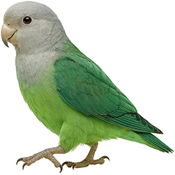 Grey-headed Lovebird
